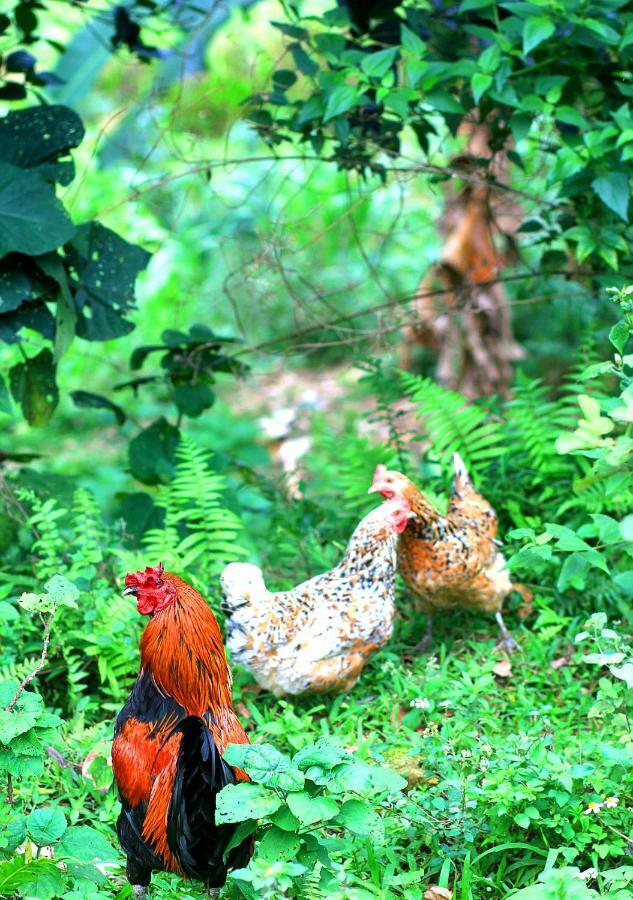 Du Gia Nalien View Homestay Làng Cac Esterno foto